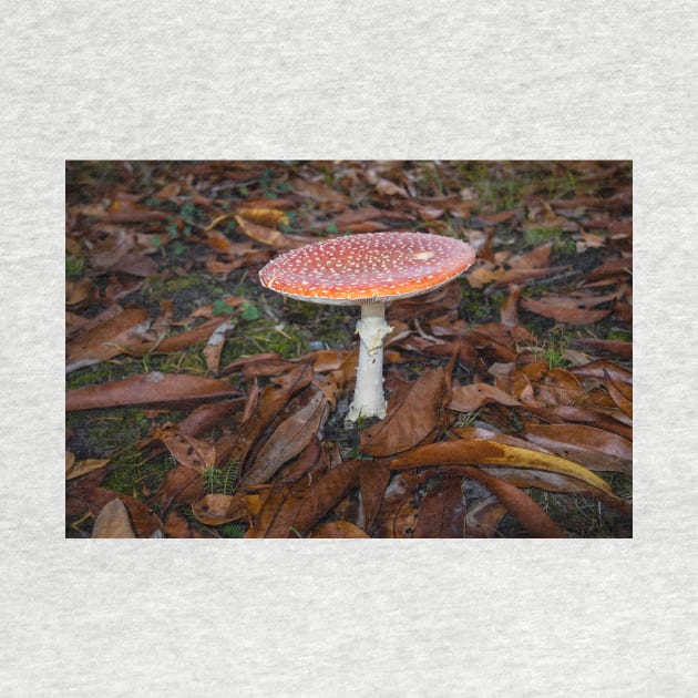 Fly agaric, Amanita muscaria by GrahamPrentice